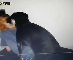 수간야동 : 청바지에 구멍 뚫고 개한데 뒤치기 허락하는 미치년