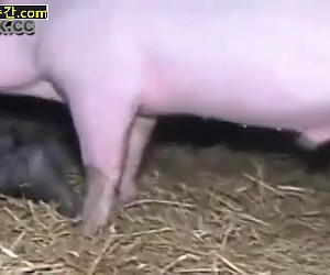 수간야동 : 근접 돼지 섹스를 보여주는 수간 비디오