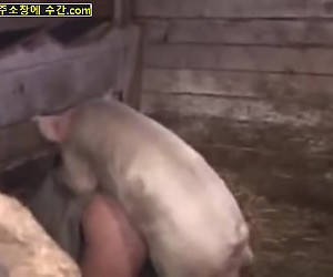 수간야동 : 농부는 흥분한 돼지를 성교시킵니다
