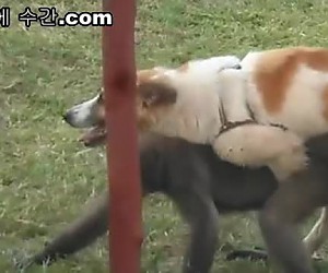 수간야동 : 개랑 원숭이의 뜨거운 섹스
