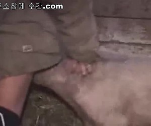 수간야동 : 돼지는 주인님의 후장을 공격합니다