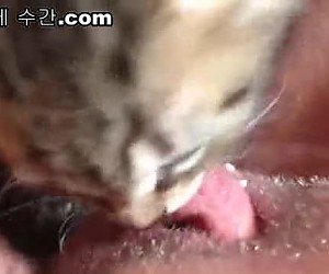 수간야동 : 고양이가 성기를 맛있게 핥아요
